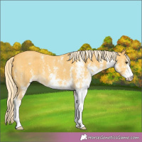 Horse Color:White Spotted Palomino 