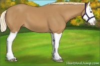 Horse Color:Chestnut Splash 