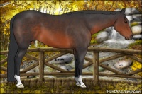 Horse Color:Brown 