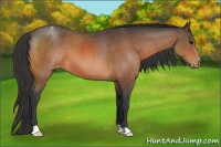 Horse Color:Bay Appaloosa