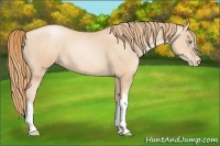 Horse Color:Gold Champagne Pearl 