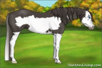 Horse Color:Smoky Black Splash Frame 