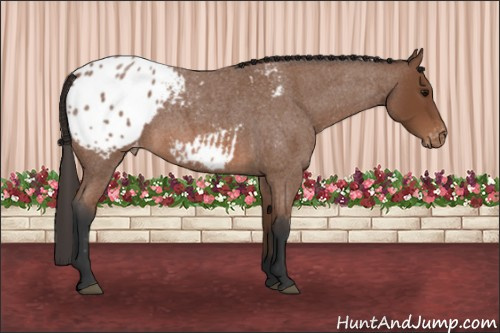Horse Color: Bay Roan Blanket 
