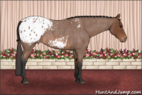 Horse Color:Bay Roan Appaloosa 