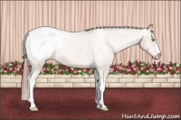 Horse Color:Amber Champagne Snowcap 