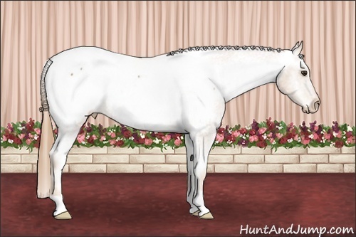 Horse Color: Chestnut Snowcap 