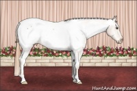 Horse Color:Chestnut Snowcap 