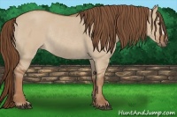 Horse Color:Red Dun Rabicano
