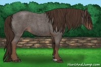 Horse Color:Liver Red Roan 
