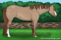 Horse Color:Red Dun 