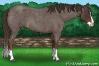 Horse Color:Liver Red Roan Splash