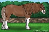 Horse Color:Chestnut Splash 
