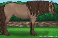 Horse Color:Liver Red Dun 