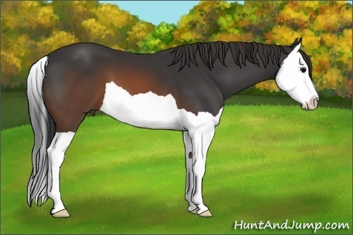 Horse Color: Brown Splash 