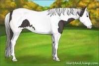 Horse Color:Smoky Black Splash Tobiano 