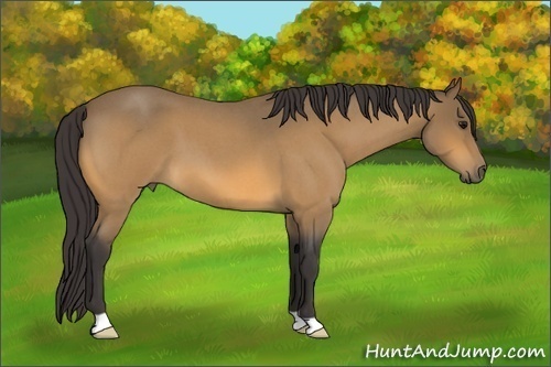Horse Color: Buckskin Roan 