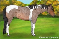Horse Color:Bay Roan Tobiano 