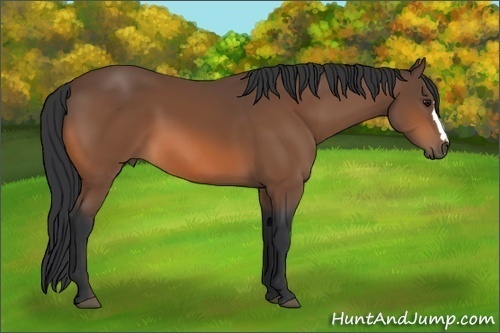 Horse Color: Bay 