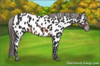 Horse Color:Brown Appaloosa