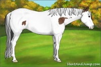 Horse Color:Bay Splash Tobiano 