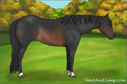 Horse Color: Brown Rabicano 