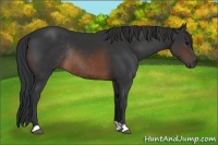 Horse Color:Brown Rabicano 