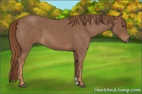 Horse Color:Red Roan 