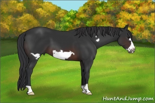 Horse Color: Brown Frame 