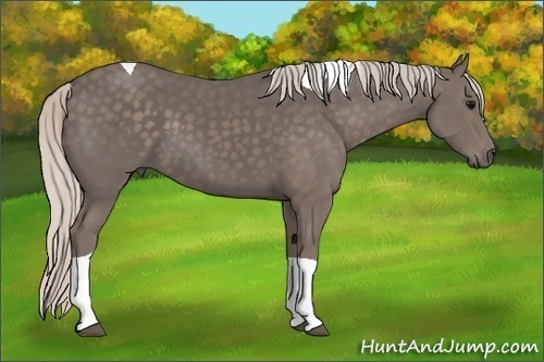 Horse Color: Silver Black Tobiano 