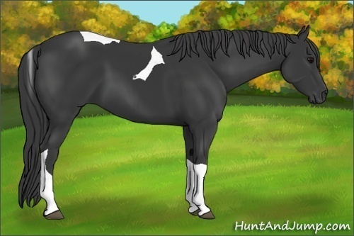 Horse Color: Black Tobiano 