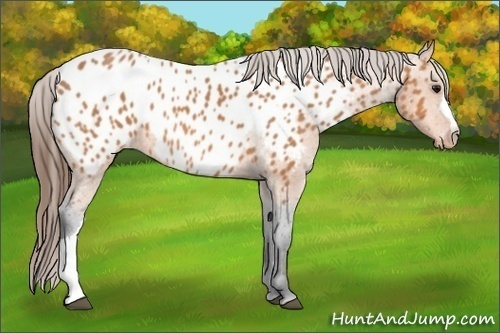 Horse Color: Bay Near Leopard 