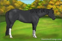 Horse Color:Black 