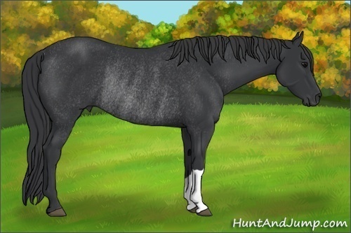 Horse Color: Black Rabicano 