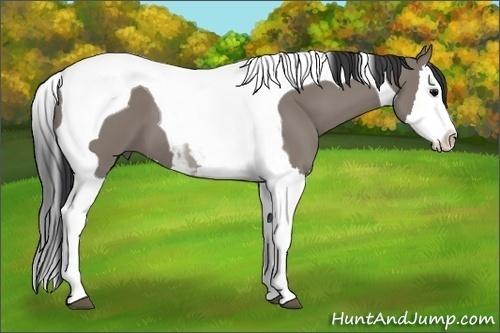 Horse Color: Grullo Splash Tobiano 