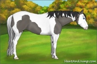 Horse Color:Grullo Splash Tobiano 
