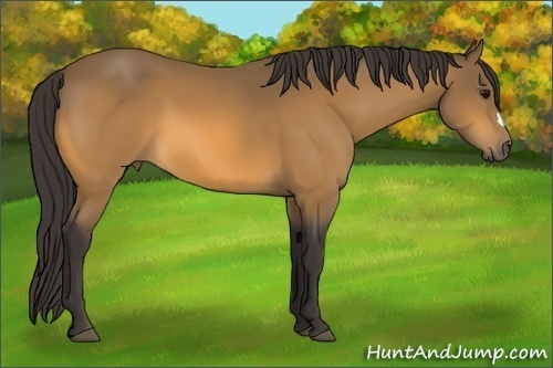 Horse Color: Buckskin 