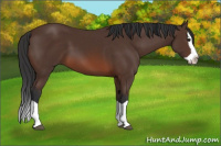 Horse Color:Bay Splash 