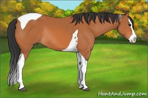 Horse Color: Bay Splash Tobiano Rabicano 