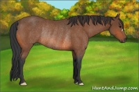 Horse Color:Bay Rabicano 