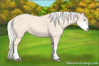 Horse Color:Cremello Sabino