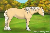 Horse Color:Palomino Sabino