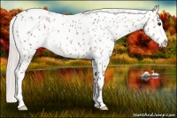 Horse Color:Silver Bay Dun Appaloosa 