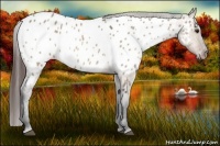 Horse Color:Brown Dun Near Leopard 