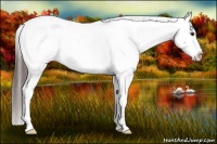 Horse Color:Liver Red Dun Roan Appaloosa 