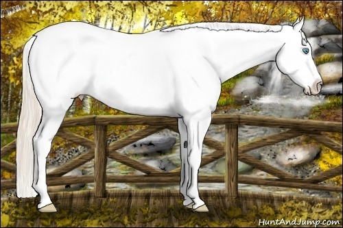 Horse Color:Perlino Dun Appaloosa 