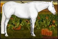 Horse Color:Perlino Appaloosa 
