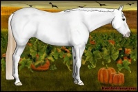 Horse Color:Buckskin Appaloosa 