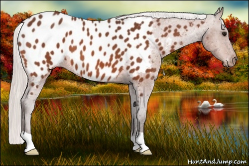 Horse Color: Silver Bay Near Leopard 