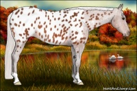 Horse Color:Silver Bay Near Leopard 