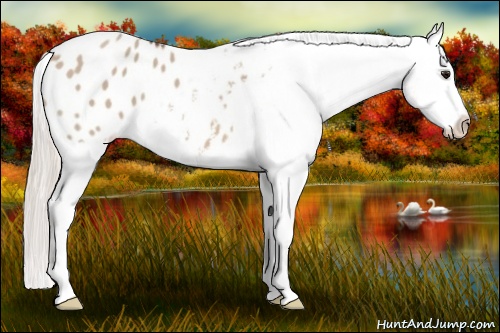 Horse Color: Silver Brown Dun Blanket 